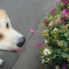 終わっちゃったネの画像