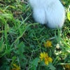 １２月のタンポポ♪の画像