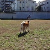 らん♪ ラン♪ らぁ～～ん♪(*^エ^*)～゜の画像