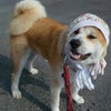 夏のお散歩はコレ♪の画像