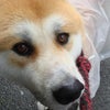 カッパ犬！の画像