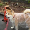 ボンレスハム参上！の画像