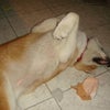 もぅダメだぁ～の画像