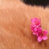 春分の日も過ぎたワン(*￣エ￣*)の画像