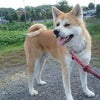 今は秋？の画像