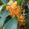 秋晴れ♪の画像