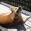 暑いのに、、、日光浴する秋田犬いち！の画像