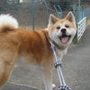 いちクンとお散歩♪の画像