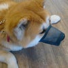 幸せ太りダ！の画像