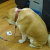 待ちぼうけ～(´・エ・`)の画像