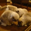 デカにゃんこ ＆ デカわんこの画像