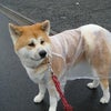 参上～！の画像