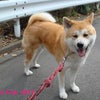 今日は記念日デス♪の画像