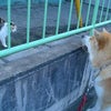 いちクンの 片思い？の画像