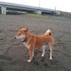 ≪拡散希望≫　柴犬の『福一くん』を探しています！の画像
