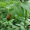 シャンプーされたワン！の画像