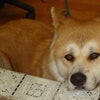 オイチィ～♪ の顔 (*´エ｀*)の画像
