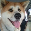 ご！ご！ご無沙汰だワン！！！の画像