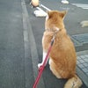 忠犬 いち ？？？の画像