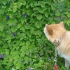 今朝の発見♪の画像