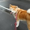 雨上がり♪の画像