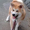 花散らしの画像