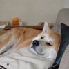 お昼寝ぐぅぐぅ～♪の画像