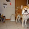 秋田犬いちクン♪ テレビに出ました (p≧エ≦q)〃の画像