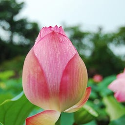 イメージ 7