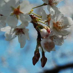イメージ 8