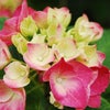 紫陽花に囲まれて～♪の画像