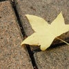 今年一番の「秋～♪」の画像