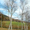 北陸の旅　～六呂師高原～の画像