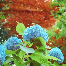 イメージ 6