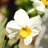 ２０１０年・・～春色々～・・　（№２）の画像