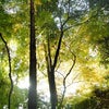 御朱印巡り☆～大神神社～の画像