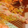 御朱印巡り☆～安倍文殊院～の画像