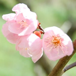 イメージ 5