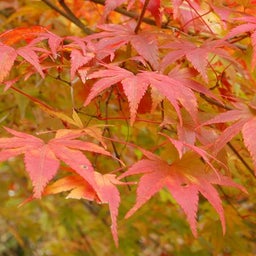 イメージ 11