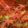 去年の今頃は・・・☆の画像