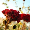 懐かしい花～♪の画像