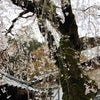 専称寺の桜吹雪～☆の画像