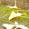 北陸の小京都★越前大野～散策～の画像