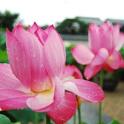 イメージ 9