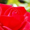 ＊※大輪のバラの花～※＊の画像