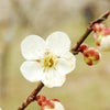 「梅の花」　撮影会～の画像