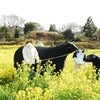 ２０１０年　・・～春色々～・・　（№１）の画像