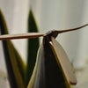 何処にでもとまる、竹とんぼ～♪の画像