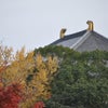 奈良公園の紅葉～☆　～11/27～の画像