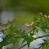 ハートのうちわのご利益（？）～ｉｎ唐招提寺♪の画像